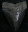 Gorgeous Upper Megalodon Tooth #7107-2